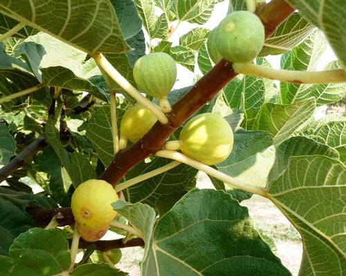 Ficus carica 'Kadota'