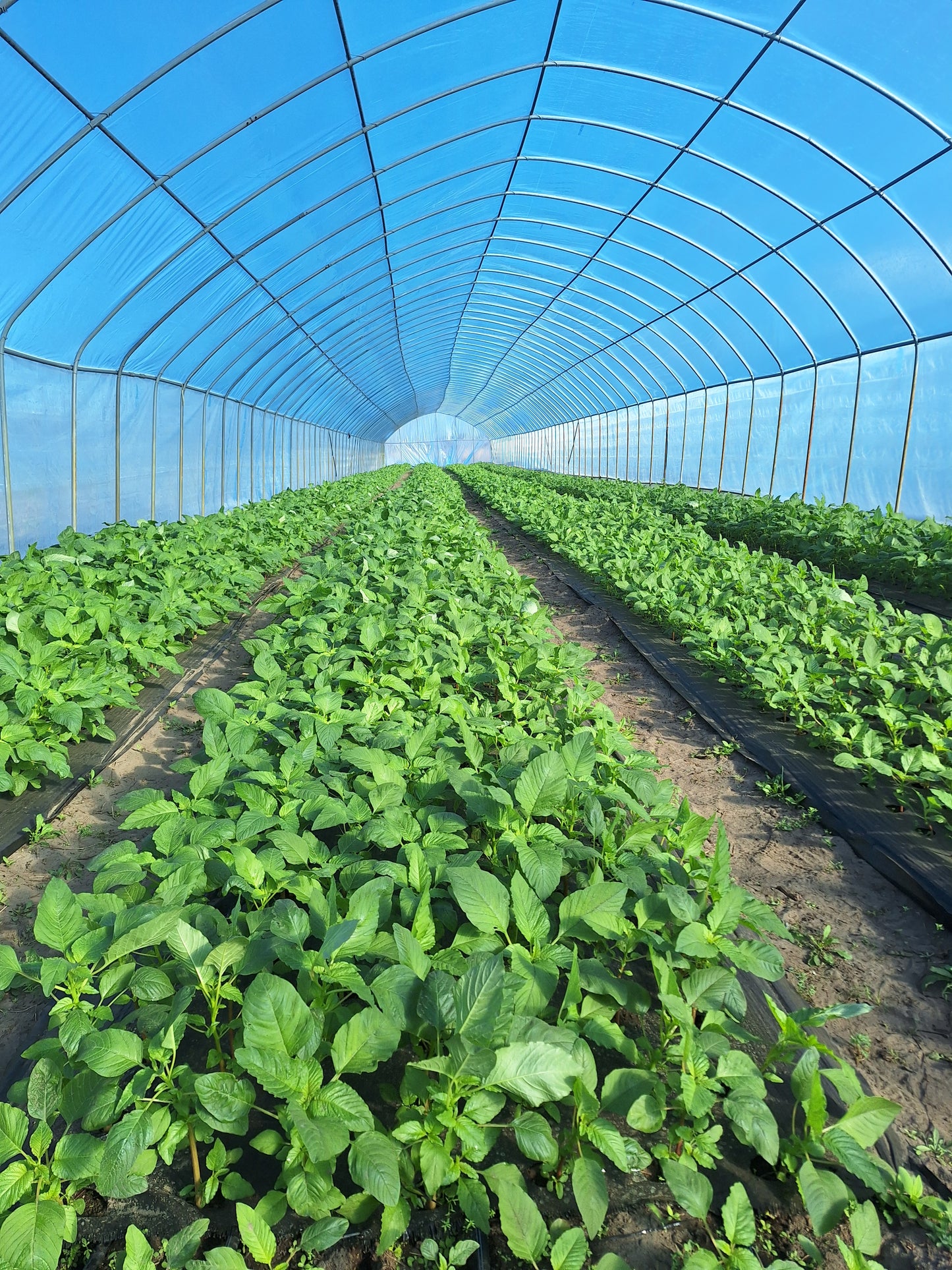 Fresh Callaloo Bundle
