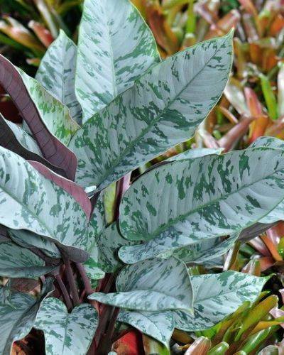 Apoballis acuminatissima 'Lavallei'