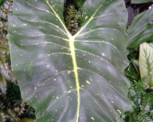 Alocasia 'New Guinea Gold'