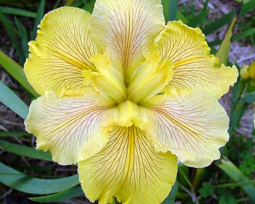 Iris 'Fortune Finder'