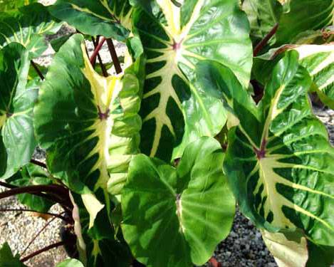 Colocasia esculenta 'White Lava'