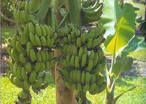 Musa 'Double (Mahoi)'