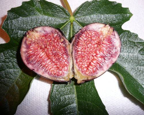 Fig