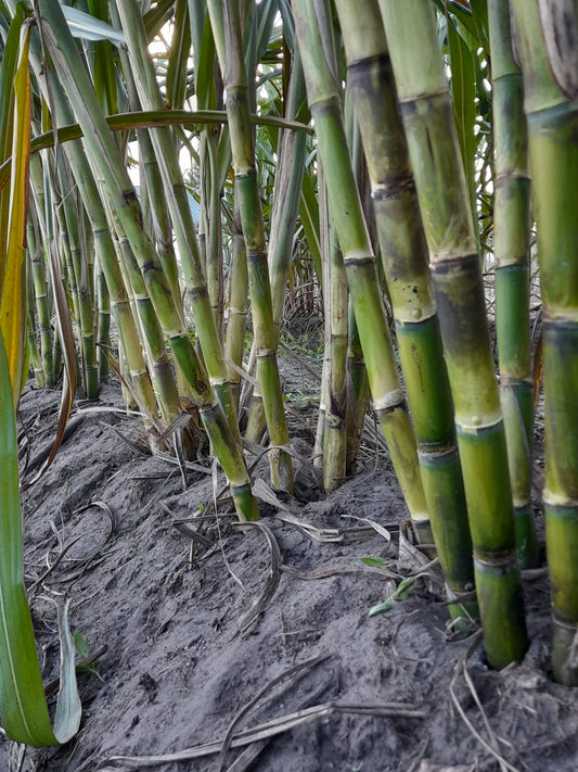 Sugar Cane (length=16")