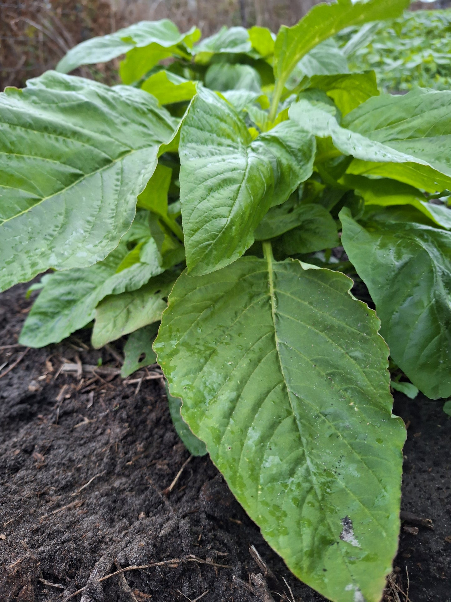 Callaloo Seed