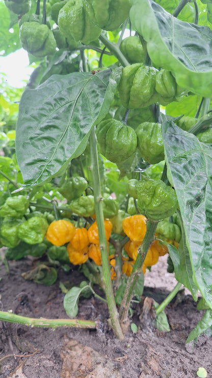 Scotch Bonnet Peppers 1 lbs