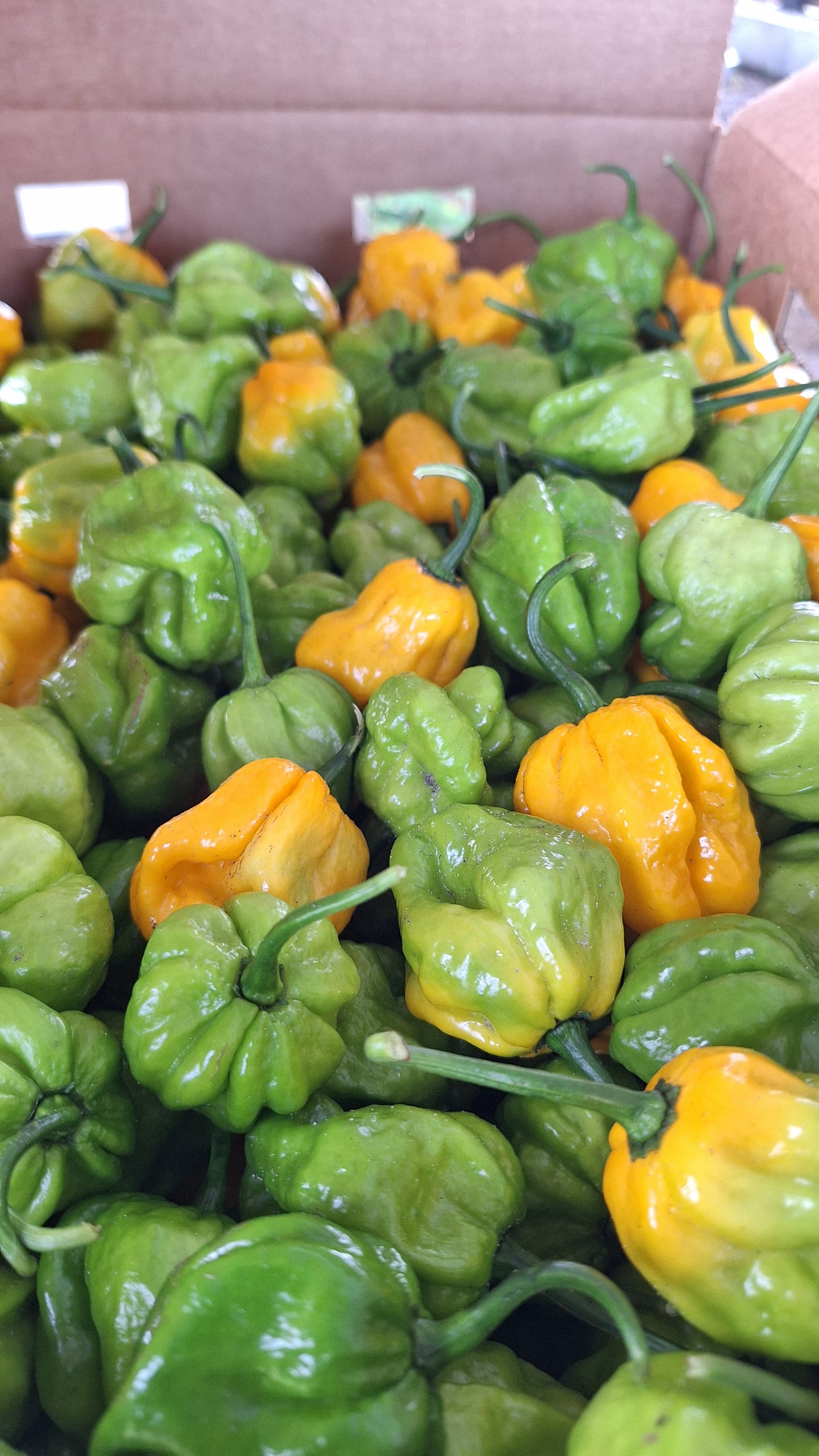 Scotch Bonnet Peppers 1 lbs