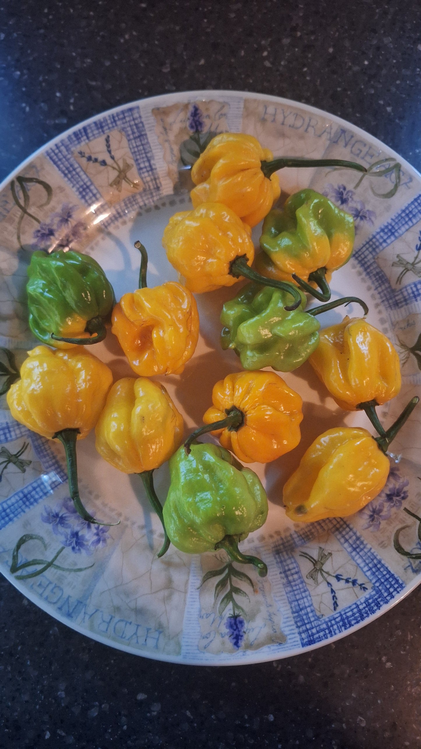 Scotch Bonnet Pepper - 1 dozen