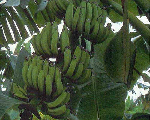 Musa 'FHIA-01 Goldfinger'