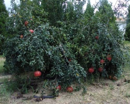 Punica granatum 'Parfyanka'