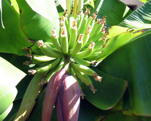 Musa 'Dwarf Cavendish'