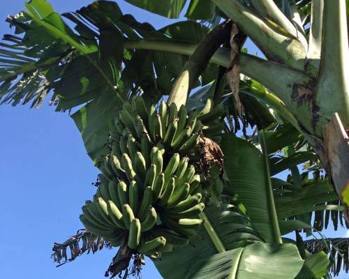 Musa 'Lacatan'