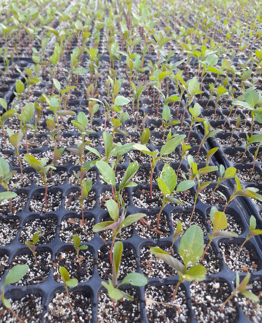 Callaloo Seedling