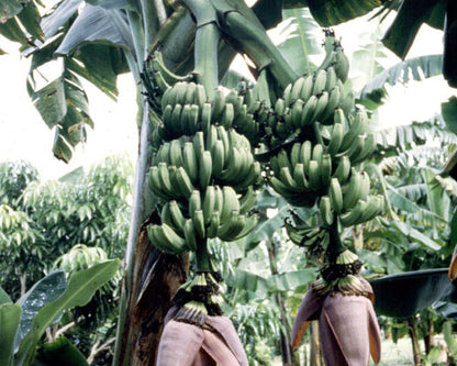 Musa 'Double (Mahoi)'