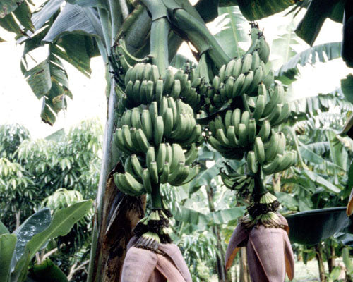 Musa 'Double (Mahoi)'