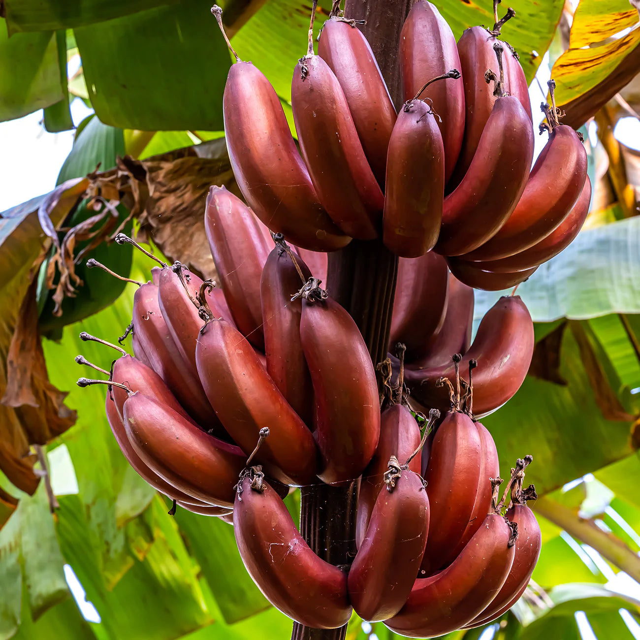Musa acuminata (Red Dacca, Red Cuban)