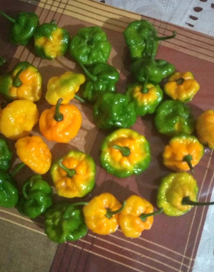 Fresh Scotch Bonnet Peppers