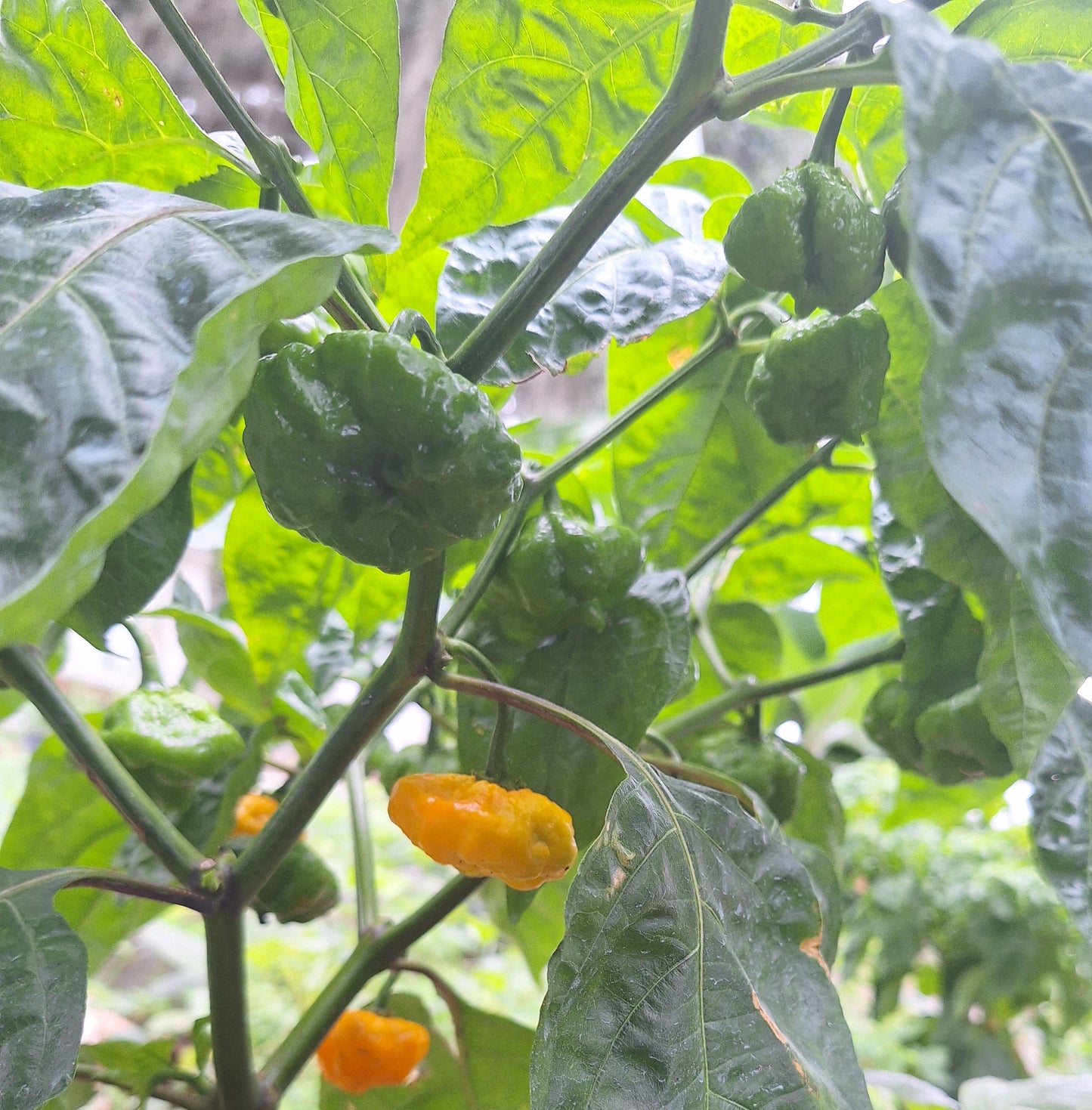 Scotch Bonnet Pepper Seeds