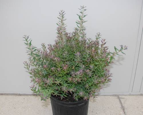 Vaccinium darrowii 'Native Blueberry'