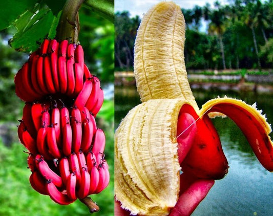 Musa acuminata (Red Dacca, Red Cuban)