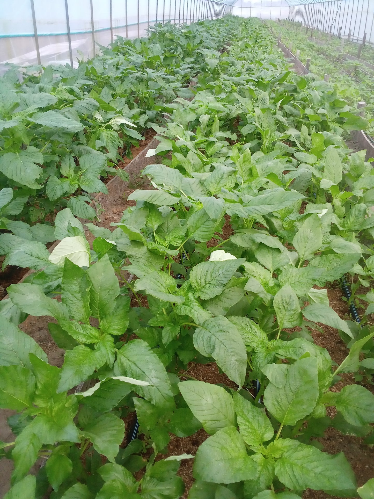 Callaloo - Bundled